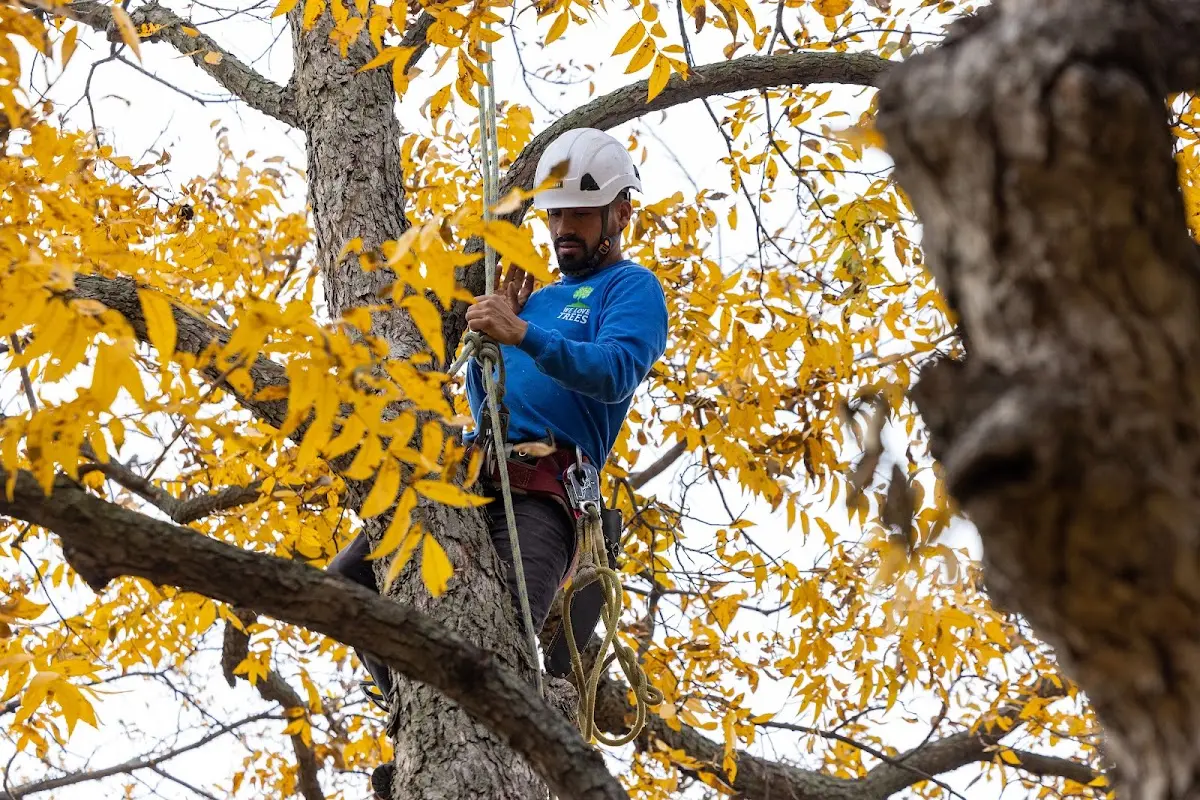 Skilled Tree Planing crew working in Fairbanks